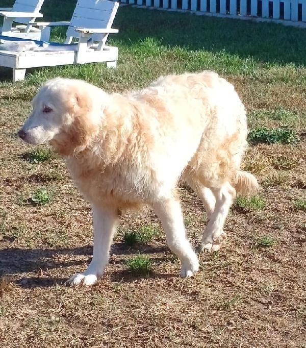 Nebbia adozione del cuore Foto 5